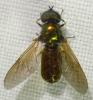 Chloromyia formosa